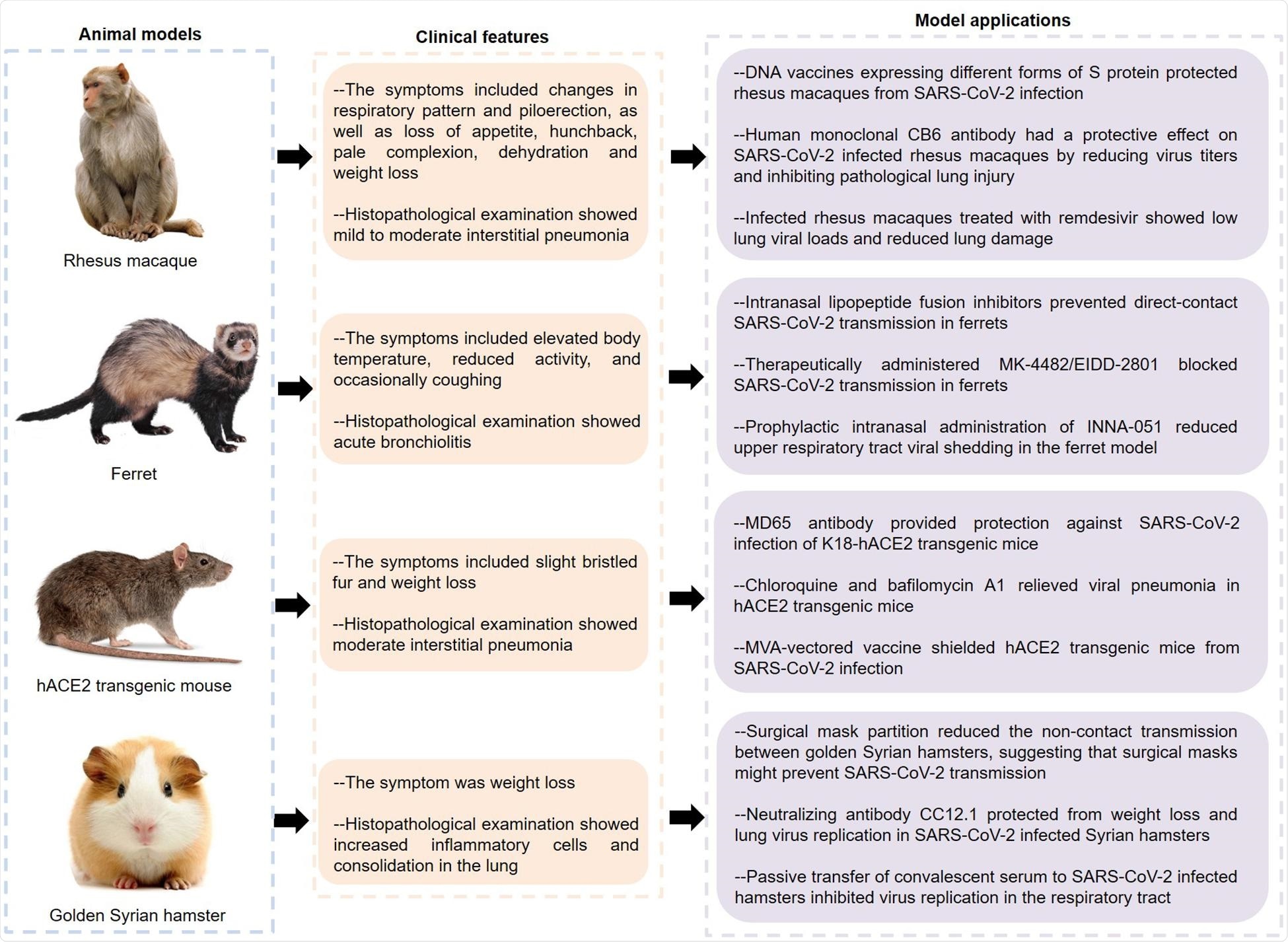Features and applications of animal models of COVID-19. SARS-CoV-2, severe acute respiratory syndrome coronavirus 2; hACE2, human angiotensin converting enzyme II; COVID-19, coronavirus disease 2019.