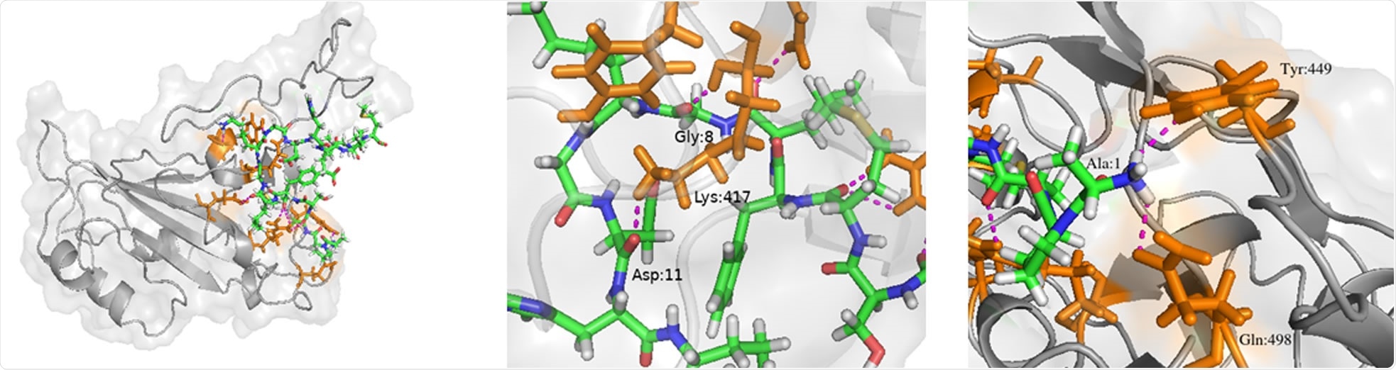 Peptide 7-SARS-CoV-2 RBD complex. Peptide 7 (green, blue and white liquorice), RBD (grey) and residues in RBD which interact with Peptide 7 are highlighted (orange liquorice). (b) Hydrogen bonding between Peptide 7 Gly8 and Asp11 with RBD Lys417. (c) Hydrogen bonding between Ala1 and Tyr449.