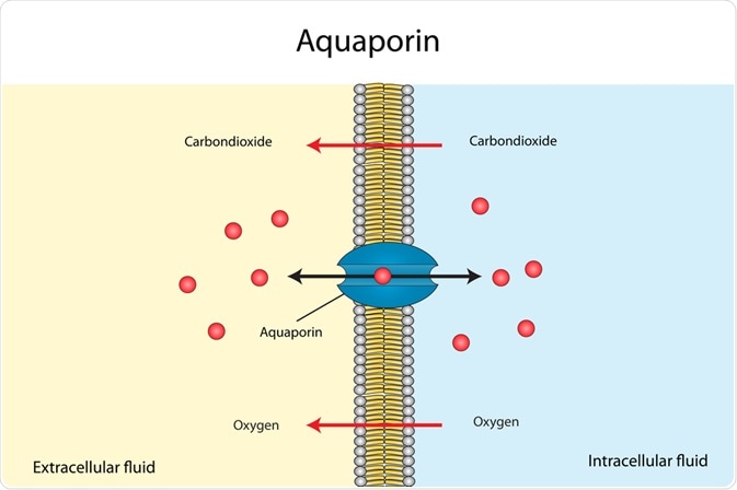 aquaporin