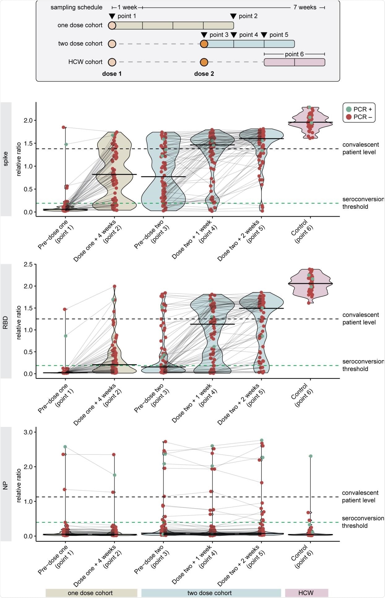 SARS-CoV-2 IgG Spike, RBD, and NP Antibody Response Following One Versus Two Dose BNT162b2 Vaccine in Hemodialysis Patients. Antibody levels are reported as relative ratios to synthetic standards. The samples are grouped into two cohorts who received one (n=66) or two doses (n=76) of vaccine. Dots represent individual serum samples collected at the indicated times, and the samples from the same patients are connected by lines. Green dots indicate individuals with prior RT-PCR confirmed SARS-CoV-2 infection. Seroconversion threshold represents a positive test and are 0.19, 0.186, and 0.396 for anti-spike, anti-RDB, anti-NP antibodies, respectively. The median level of antigen in convalescent serum taken 21-115 days post-symptom onset is considered a robust antibody response and is 1.38, 1.25, and 1.13 for anti-spike, anti-RBD, and anti-NP antibodies, respectively. Healthy control workers (n=35) received two doses of vaccines with serologic measurement 2-4 weeks following dose 2. Abbreviations: HCW, health care worker; NP, nucleocapsid protein; RBD, receptor binding domain.