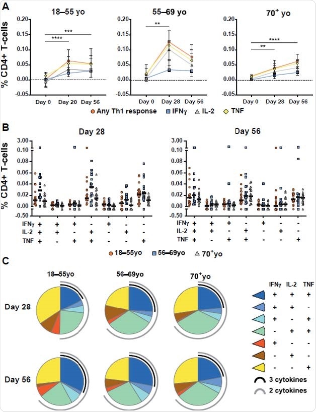 Age-specific CD4+ T-cell responses to AZD1222 vaccination. (A) Median frequencies with interquartile ranges of CD4+ T cells from participants within each age cohort producing IFNγ, IL-2, TNF, or any combination of these cytokines at the indicated timepoints following stimulation with SARS-CoV-2 spike peptide pools. Significant differences between timepoints within each vaccine group were determined by Kruskal-Wallis tests with Dunn’s test to correct for multiple comparisons. **p<0.01, ***p<0.001, ****p<0.0001. (B) Frequencies of antigen-stimulated CD4+ T cells producing each combination of IFNγ, IL-2, TNF cytokines at Day 28 (left) or Day 56 (right) post vaccination. Individual participant responses are shown with median represented by the horizontal line. (C) Pie graphs indicating the total proportion of spike-specific Th1 cytokine production averaged for all participants within the indicated age groups at Day 28 and Day 56 post vaccination. Proportion of multicytokine responses are represented by the black (three cytokines) and gray (two cytokines) arcs.