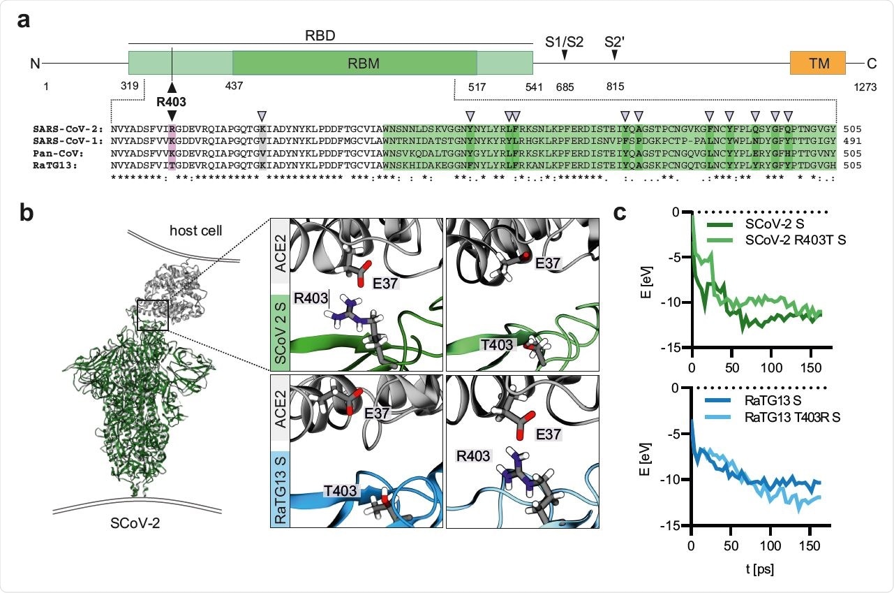 Modelling of the interaction of Coronavirus Spike residue 403 with human ACE2. a, Schematic representation of the SARS-CoV-2 S protein (top panel), domains are indicated in different colors. Receptor binding domain (RBD), light green. Receptor binding motif (RBM), dark green. Transmembrane domain (TM), orange. R403, pink. S1/S2 and S2’ cleavage sites are indicated. Sequence alignment of SARS-CoV-2, SARS-CoV-1, Pan-CoV and RaTG13 Spike RBD (bottom panel). Sequence conservation is indicated. purple arrows denote important residues for ACE2 binding. b, Reactive force field simulation of SARS-CoV-2 Spike in complex with human ACE2 (PDB: 7KNB) (left panel) and focus on position 403 in SARS-CoV-2 S (R) or RaTG13 S (T) or respective exchange mutants at position 403 (right panel). c, Exemplary energy curve of the reactive molecular dynamics simulation for SARS-CoV-2 S and SARS-CoV-2 S R403T (top panel) and RaTG13 and RaTG13 T430R spike with human ACE2 (bottom panel)