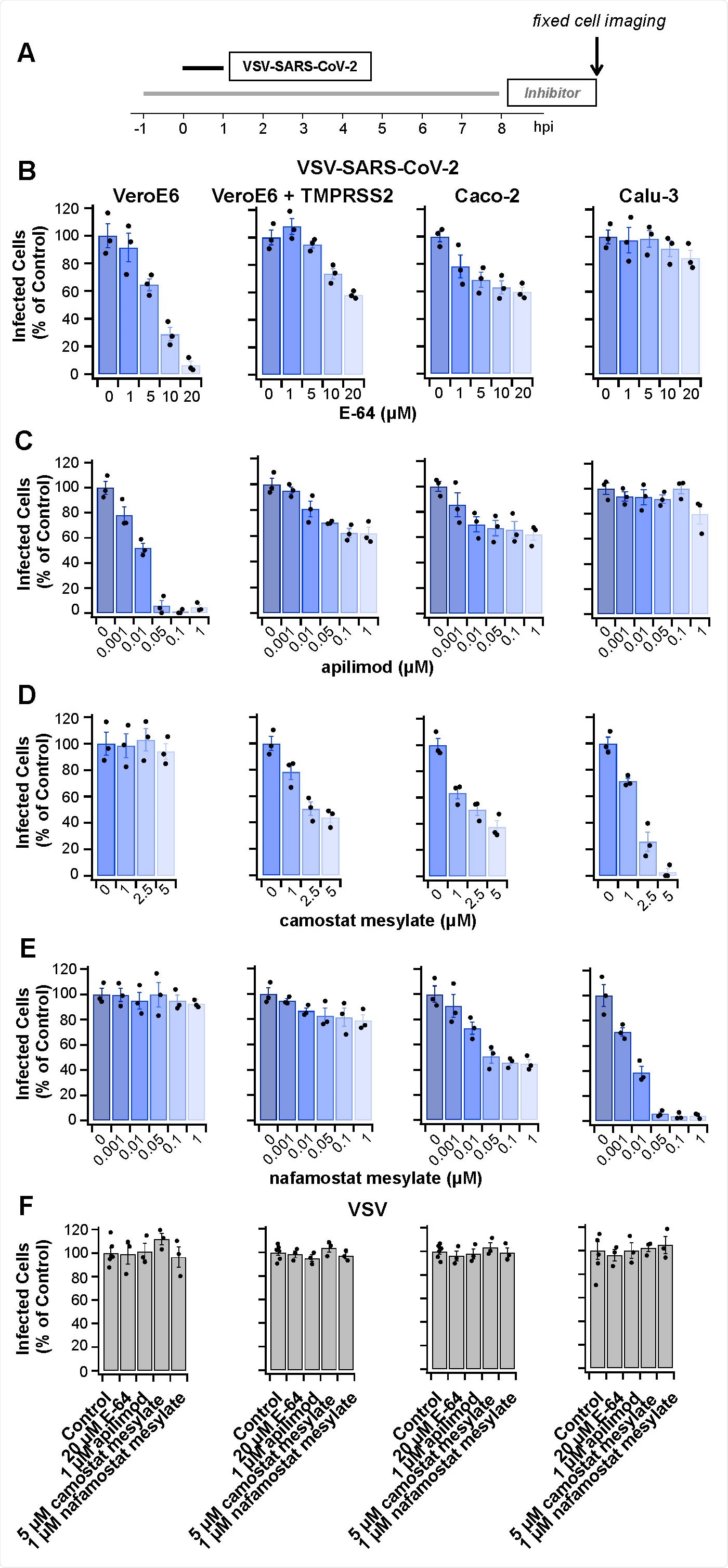 Protease inhibitors E-64, apilimod, camostat mesylate or nafamostat mesylate prevent infection by VSV-SARS-CoV-2 but not by VSV. (A) Schematic of infectivity assay for cells pretreated for 1 h or not with the inhibitors, subsequently infected with VSV-SARS-CoV-2 for 1 h in the presence or absence of inhibitors. The cells were incubated for another 7 h in the presence or absence of inhibitors and then fixed; the percentage of cells expressing eGFP measured by spinning disc confocal microscopy. (B-F) Quantification of the number of infected cells from three independent experiments, each determined from 5 fields of view containing 80-200 cells per experiment (error bars show SEM) for the indicated cell types. Infected Vero (B) or Vero + TMPRSS2 cells C) were analyzed 8 hpi using 0.5 µg/mL VSV-SARS-CoV-2 RNA. Infected Caco-2 (D) or Calu-3 cells (E) were analyzed 8 hpi using 5 µg/mL VSV-SARS-CoV-2 RNA. Cells infected with 0.075 µg/mL VSV RNA (F) were analyzed 6 hpi. In each case, these virus concentrations and conditions of infection corresponded to an MOI of ~ 0.5.