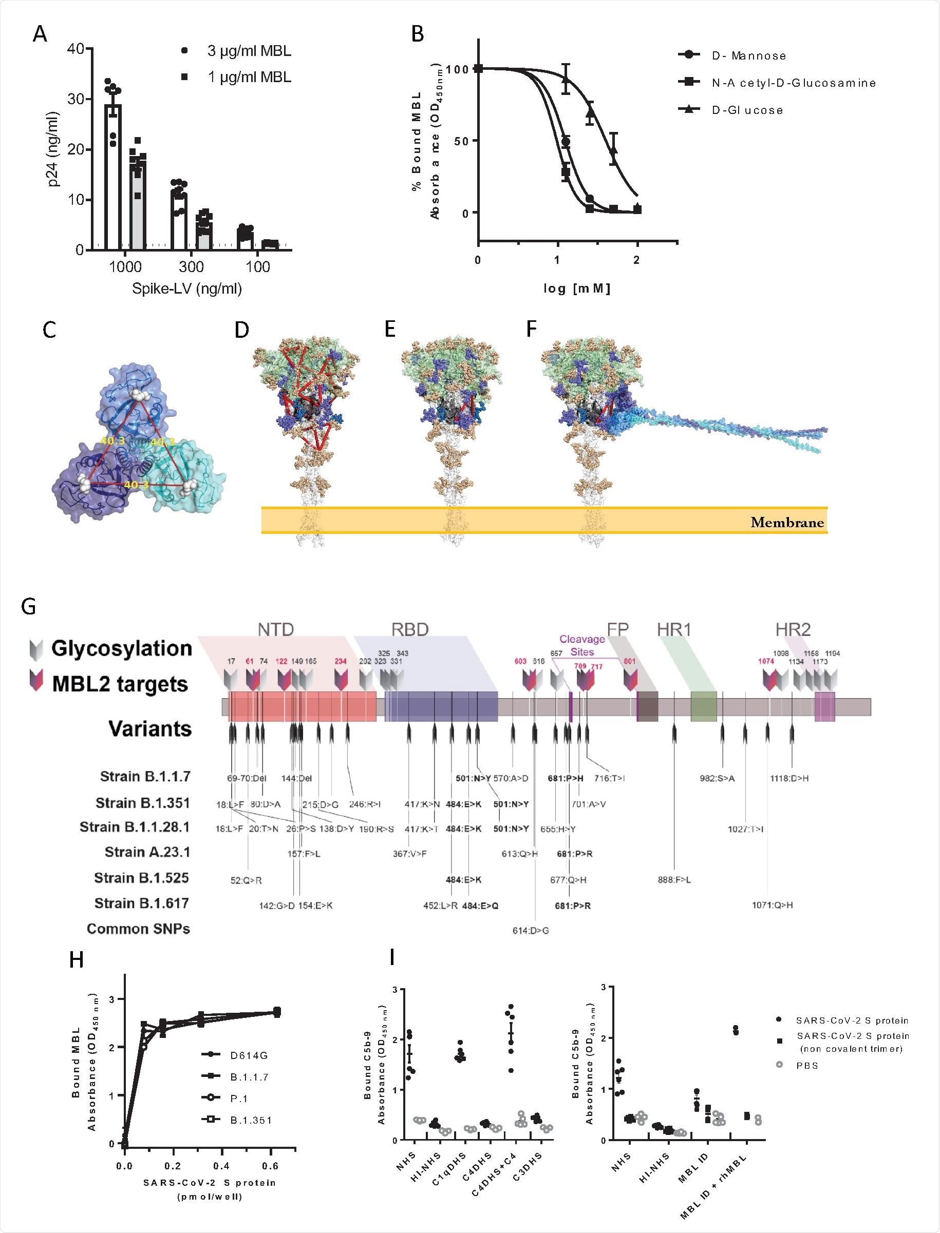 Interaction of MBL with SARS-CoV-2 S protein through its Carbohydrate Recognition Domain (CRD)