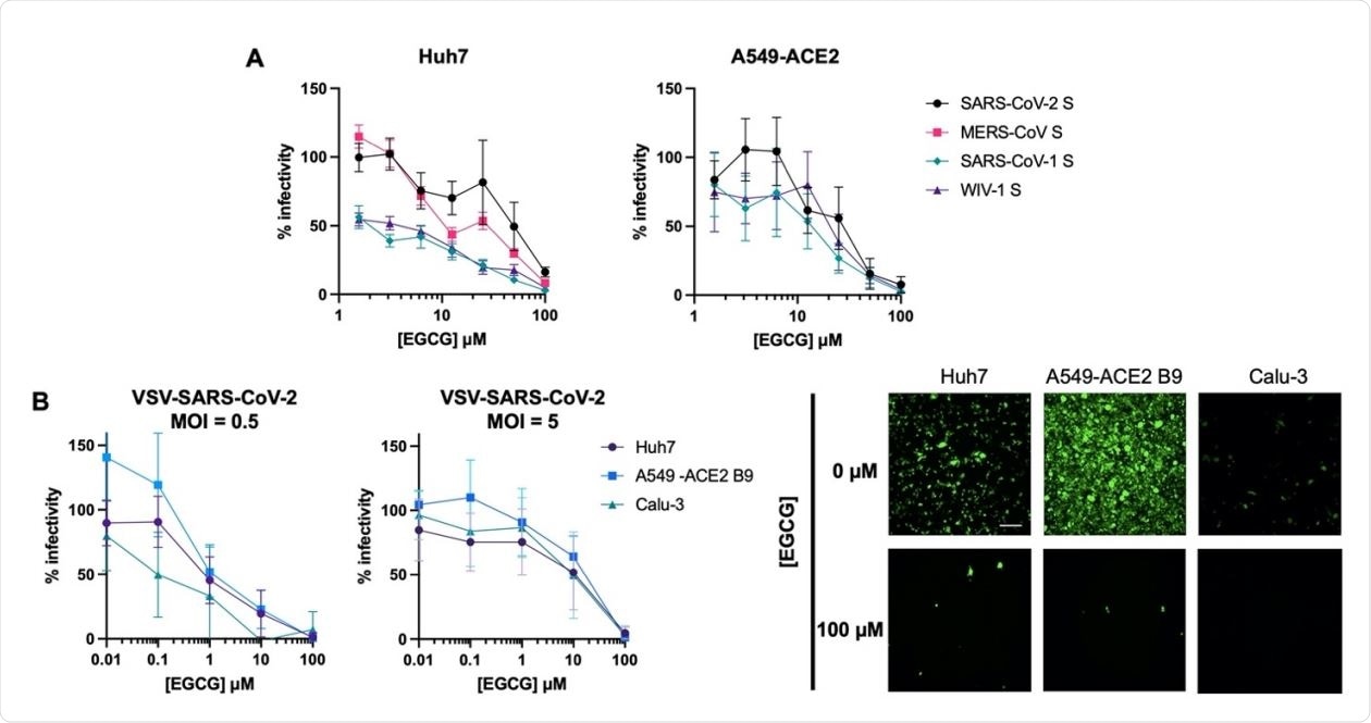 EGCG inhibits entry of highly pathogenic CoVs. (A) EGCG treatment reduced entry of lentiviral particles pseudotyped with S from SARS-CoV-1, MERS-CoV, SARS-CoV-2, or WIV1-CoV. Mean values with standard error of the mean of three independent experiments each done in triplicates are plotted. (B) EGCG displayed MOI-dependent inhibition of VSV-SARS260 CoV-2 in Huh7, A549-ACE2 B9 and Calu-3. Mean values with standard deviation of three independent experiments each in duplicates are plotted. Representative images are shown. Scale bar: 200 µm.