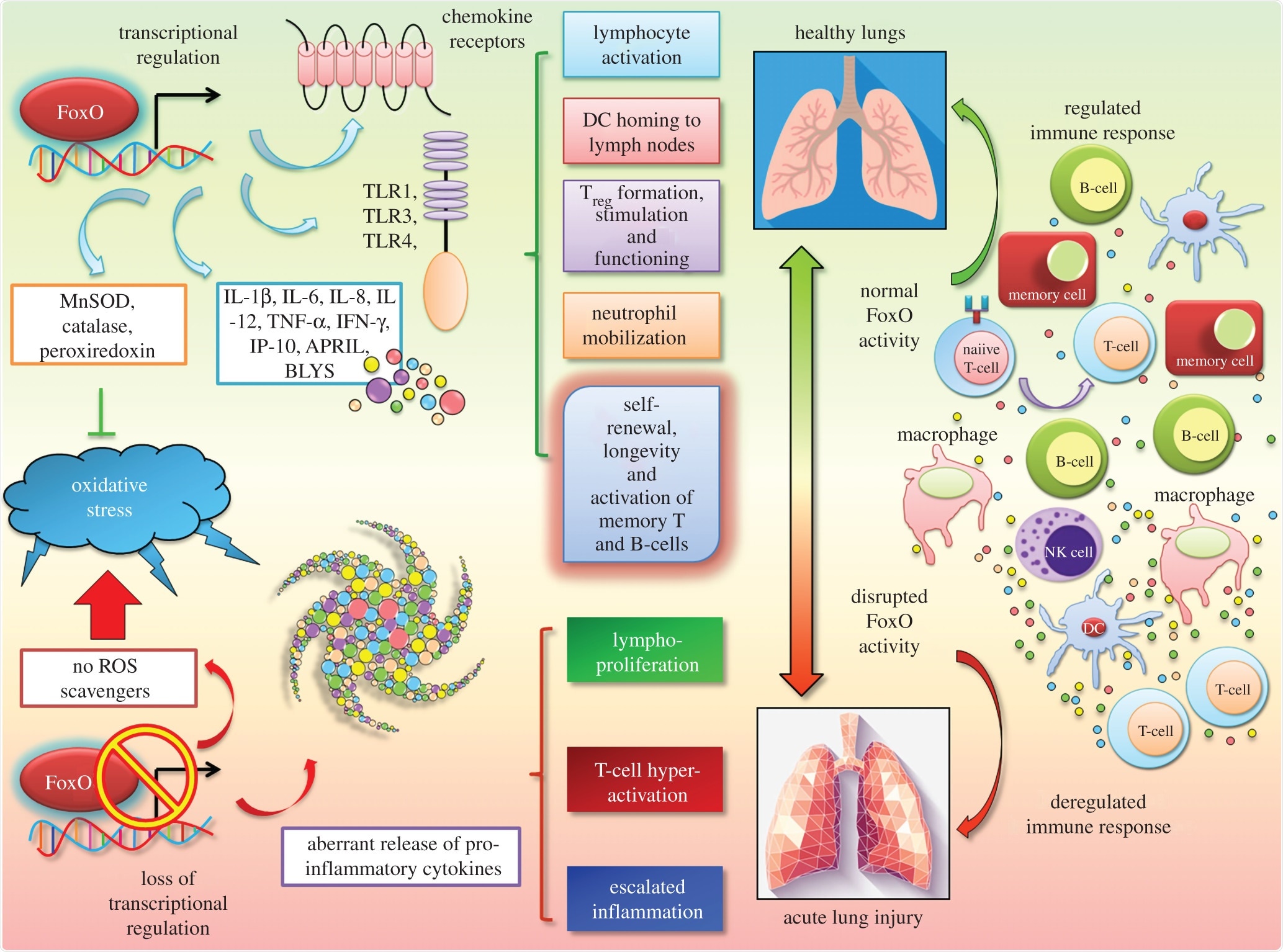 FoxOs are unique master regulators of cellular inflammatory and redox responses. The FoxO family of transcription factors modulates transcriptional expression of numerous genes that are part of the host inflammation mechanism, including several interleukins, chemokines and cytokines. FoxOs also play pivotal roles in the redox homeostasis and immune response. The loss of this intricate regulatory mode of FoxOs may, thus, lead to inefficient oxidative stress response, abnormal immune cell activation and a state of exacerbated inflammation, reminiscent of a ‘cytokine storm’.