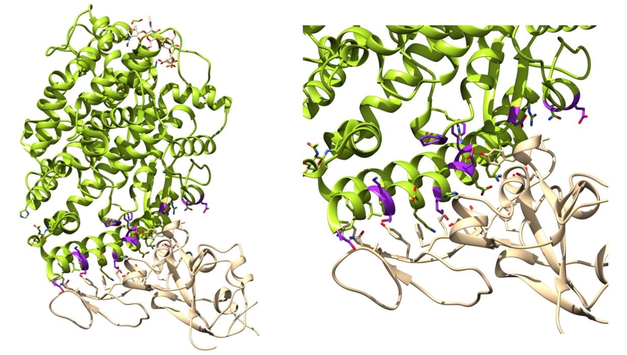 Binding affinity determination of ACE2 variants with SARS-CoV-2 Spike. Left: ACE2 (green) in complex with Spike RBD (tan) complex from biological assembly 1 derived from PDB ID: 6vw111. The positions that were mutated in this work are highlighted magenta. Right. The ACE2 Spike interface. Figure generated with Jalview and UCSF Chimera.