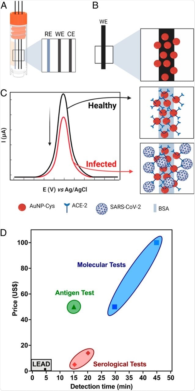 LEAD, a rapid and low-cost electrochemical biosensor. (A) Schematic representation of graphite electrodes used in LEAD. (B) AuNPs-cys functionalization on graphite electrodes after modification with glutaraldehyde. (C) Modification of AuNPs-cys with ACE2 using EDC and NHS to enable amide bond formation and BSA for surface blockage. The analytical response of LEAD in the presence of SARS-CoV-2 was based on current suppression due to selective binding of viral SP with the ACE2-functionalized electrode, which partially blocked the electrodic area, leading to decreased peak current of the redox probe ([Fe(CN)6]3−/4− solution). (D) Cost and detection time comparison between LEAD and existing FDA-approved antigen, serological, and molecular tests (47).