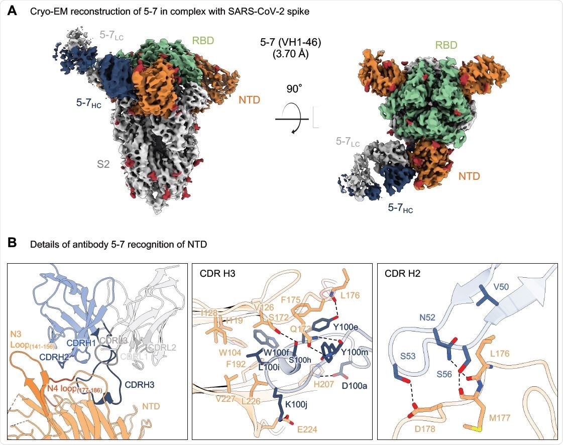 Antibody 5-7 targets a hydrophobic pocket in NTD (A) Cryo-EM reconstruction for spike complex with antibody 5-7 from two orthogonal views. NTD is shown in orange, RBD in green, glycans in red, antibody heavy chain in blue and light chain in gray. (B) Details of antibody 5-7 recognition of NTD showing the overall interface (left panel), recognition by CDR H3 (middle panel) and recognition by CDR H2 (right panel). CDR H1, H2, H3 are colored in shades of blue; CDR L1, L2, and L3 are colored in shades of gray. Nitrogen atoms are colored in blue, oxygen atoms in red; hydrogen bonds (distance <3.2 Å) are represented as dashed lines.