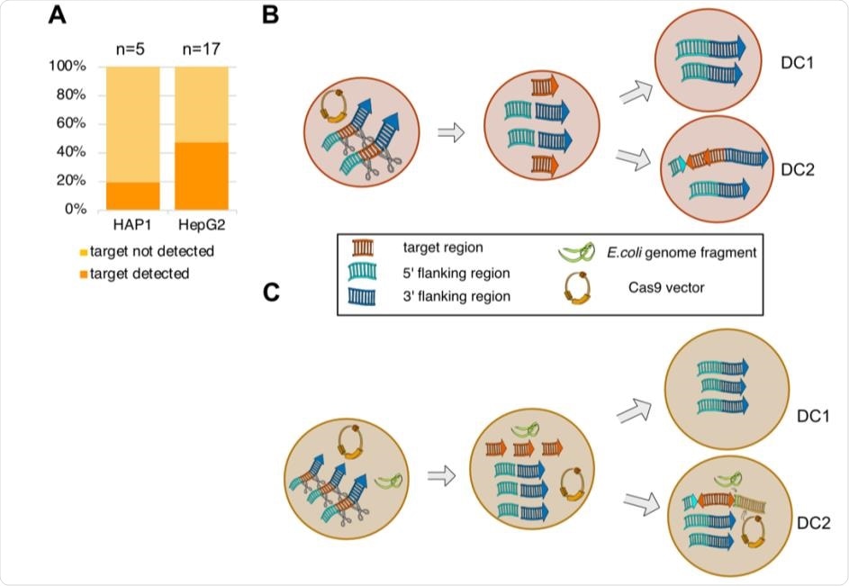 The frequency of on-target genomic alterations and a proposed model. (A) Stacked bar plot indicates the frequency of on-target genomic alterations in the validated HAP1 (n=5) and HepG2 (n=17) deletion clones. (B-C) Hypothetical model of on-target genomic alterations in HAP1 (B) and HepG2 (C). Cas9 caused DSBs cleaving the target region from the genome. Fragments were inverted and reinserted in one daughter cell (DC). In HepG2, additional exogenous DNA sequences from the E. coli genome and the Cas9 vector carrying gRNA-1 were integrated into the HepG2 genome downstream of the reinserted target-derived fragments.