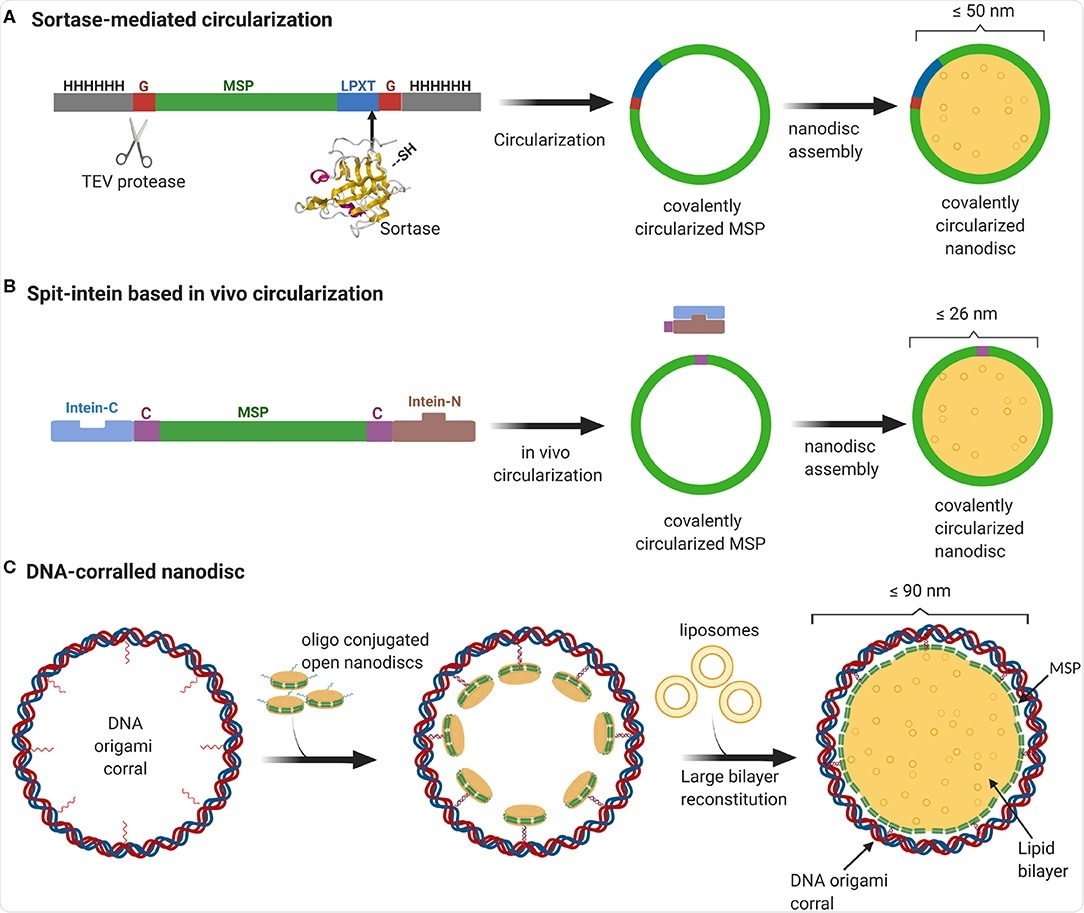Overview of currently available methods to produce stable and homogeneous large nanodiscs. (A) Sortase based MSP circularization strategy. Sortase cleaves between the Gly and Thr of the LPXTG motif at the C-teminus of MSP and catalyzes the formation of an amide bond with the N-terminal Gly resulting in a circular MSP which can be used to assemble nanodiscs of sizes ranging from 9 to 50 nm. (B) Split intein-based strategy for circularization of MSP in vivo using Npu DnaE split-intein. MSP fusion results in nanodiscs as big as 26 nm. (C) Outline of DNA-corralled nanodisc protocol. Small nanodiscs functionalized with oligos bind to specified sites on the DNA origami resulting in a small nanodisc-decorated barrel. Addition of detergents and lipids, followed by removal of detergents using dialysis, leads to reconstitution of large nanodiscs within DNA barrel.