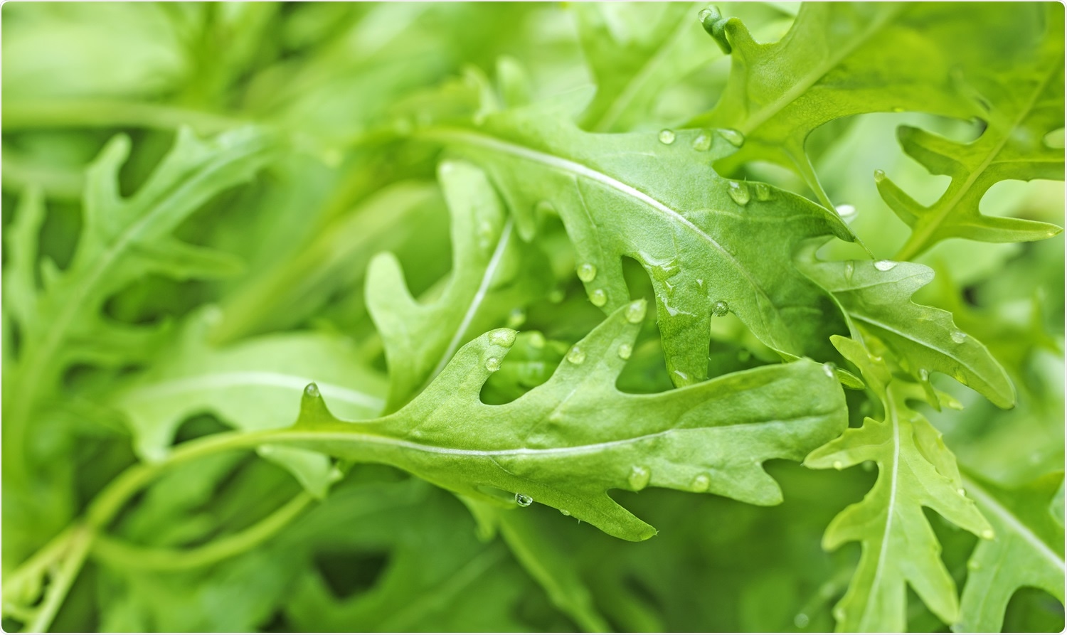 Roquette, Rucola, wild rocket. Image Credit: Kuttelvaserova Stuchelova / SHutterstock