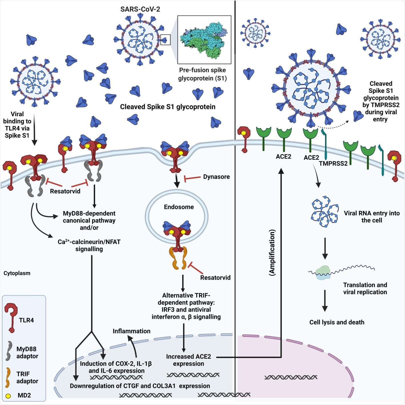 Schematic showing SARS-CoV-2 spike interaction with TLR4, subsequent TLR4 activation via canonical and endosomal pathways and induction of inflammation, upregulation of ACE2 expression and increased viral entry.