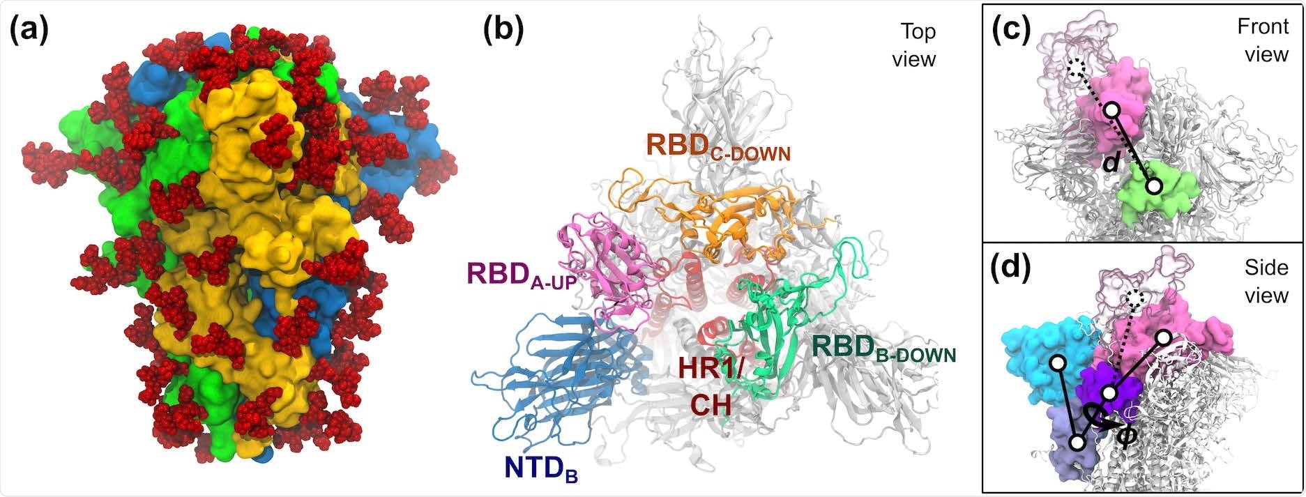 S-protein of SARS-CoV-2. (a) The trimeric S-protein in the all-down state, colored by protomer. Glycans are shown as red spheres. (b) Top view of the S-protein in the one-up state. Important domains of the spike are highlighted, including the N-terminal domain (NTD, 14–306), the receptor binding domains (RBD, 336–518), the heptad repeat 1 (HR1, 908–986), and the central helix (CH, 987–1035). (c,d) The two collective variables defined to describe the opening of RBD-A include: (c) the center-of-mass distance d between RBDA (pink) and SD1-B (lime), and (d) the dihedral angle ϕ formed by the domains RBD-A (pink), SD1-A (purple), SD2-A (ice blue), and NTD-A (cyan). RBD-A in both the down (solid pink) and up (transparent pink) states are shown.