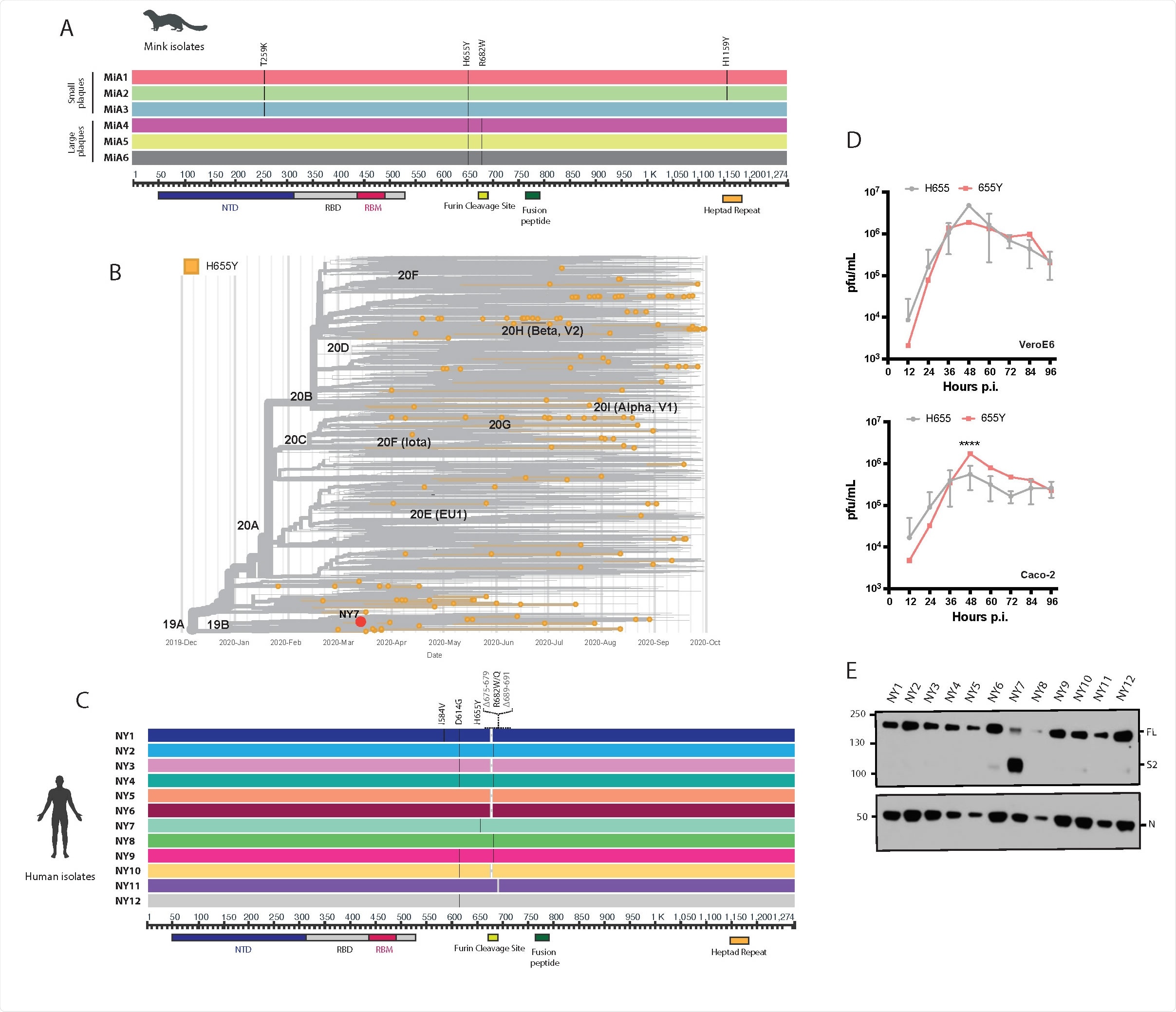 Mink and human SARS-CoV-2 variants bearing the 655Y polymorphism. A) Multiple sequence alignment of the spike (S) protein from SARS-CoV2 viruses isolated after infection in minks with WA1 isolate. Diagram shows the corresponding S amino acid substitutions mapped to the S gene. B) Time-calibrated phylogenetic analysis of the global distribution of H655Y substitution during the early SARS-CoV-2 outbreak. The phylogenetic tree was generated with Nextstrain with 7059 genomes sampled for representation of the H655Y substitution over time of worldwide data deposited in the GISAID database from December 2019 to September 2020. C) Multiple sequence alignment of the S protein from SARS-CoV2 viruses isolated from nasal swabs collected during the first pandemic wave in NY. Diagram shows the corresponding S amino acid substitutions mapped to the S gene. D) Viral growth of the NY7 containing the 655Y (red) versus its ancestors 655H (grey) in VeroE6 and Caco-2 cells. Cells were infected at an MOI of 0.01 and supernatants were titrated at the indicated hours post-infection (p.i.) and expressed as plaque forming units per milliliter (PFU). Means and SD are shown for the NY isolates containing 655H. ANOVA test was performed to compare mean differences within each group at different time points. Statistical significance was considered when p ≤ 0.05 (****, p < 0.0001). E) Western blotting of spike protein cleavage from supernatants of VeroE6 infected cells. Infections were performed at an MOI of 0.01 and supernatants were collected at 48 hours p.i. Full length (FL) spike protein (180 kDa), S2 cleaved spike (95 kDa) and Nucleocapsid (N, 50 kDa) were detected using specific antibodies. Levels of N protein were used as loading control.