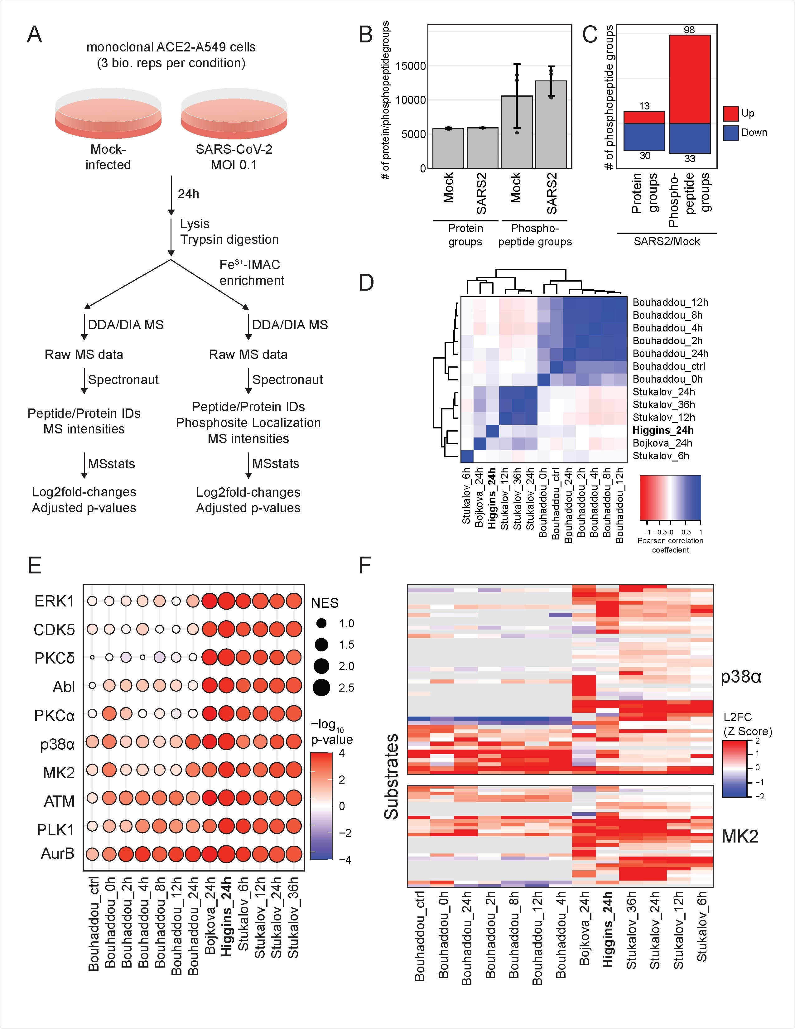 Meta-analysis of SARS-CoV-2 proteomics studies reveals pathways consistently regulated across species and cell types. A) Schematic of experimental design. B) Average of protein groups and of phosphorylation site groups quantified in each condition. Error bars are standard deviation. C) Number of differentially expressed protein groups and phosphorylation site groups for SARS-CoV-2 infected cells fold over mock-infected cells D) Pairwise Pearson coefficients of protein abundance log2fold-change profiles from this study and published studies indicated. E) Kinase activity analysis based on log2fold-change profiles from this study and published studies indicated. The absolute value of the normalized enrichment score (NES) is indicated by node sizes and the -Log10(p-value) is indicated by the color scale. Decreases in kinase activity are indicated by negative -LogP values. F) Z-score-transformed log2fold-change profiles of p38/MAPK kinases p38α and MK2 in this study and published studies indicated. Each row represents a protein substrate of the respective kinase with the maximum log2fold-change of all phosphorylation sites each substrate indicated by the color scale.