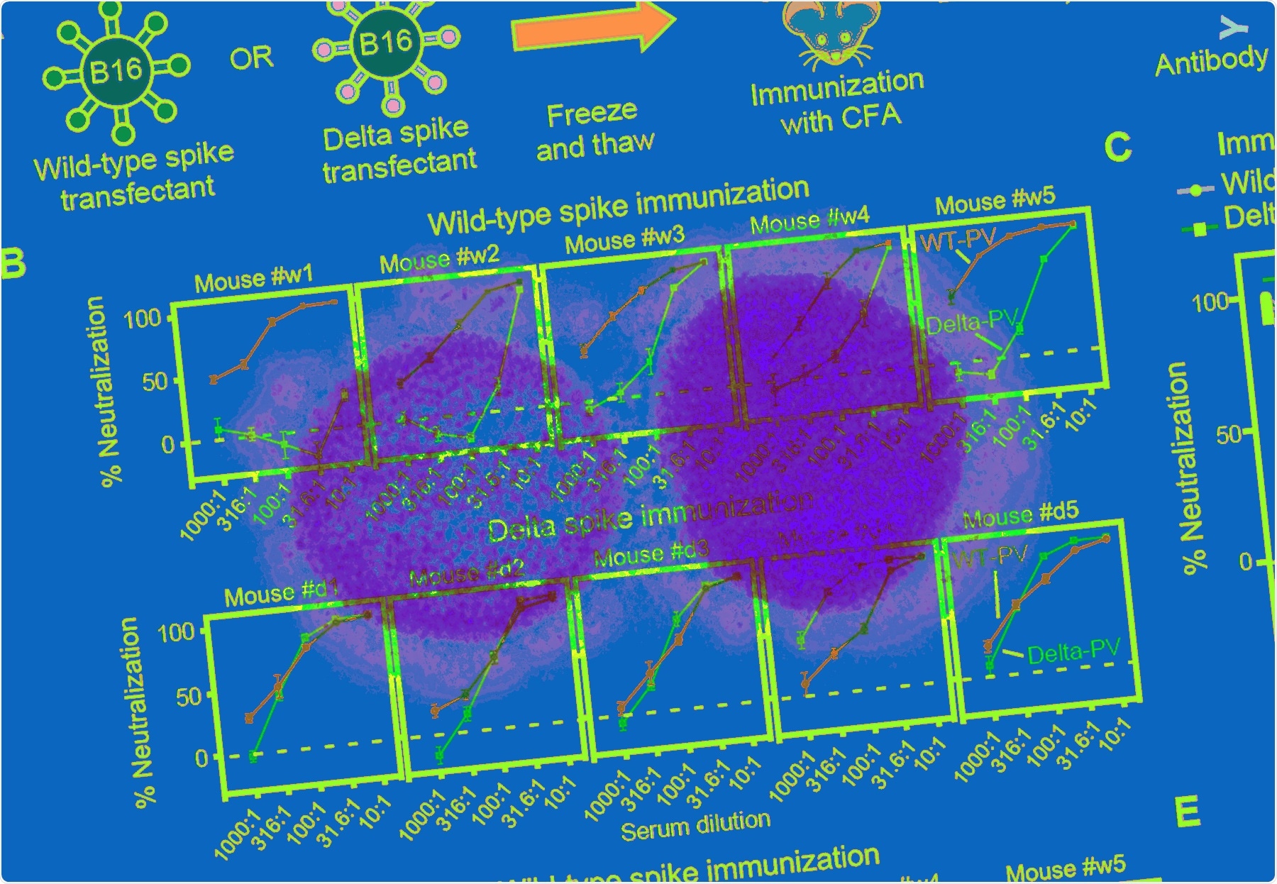 Study: The SARS-CoV-2 Delta variant is poised to acquire complete resistance to wild-type spike vaccines. Image Credit: NIAID
