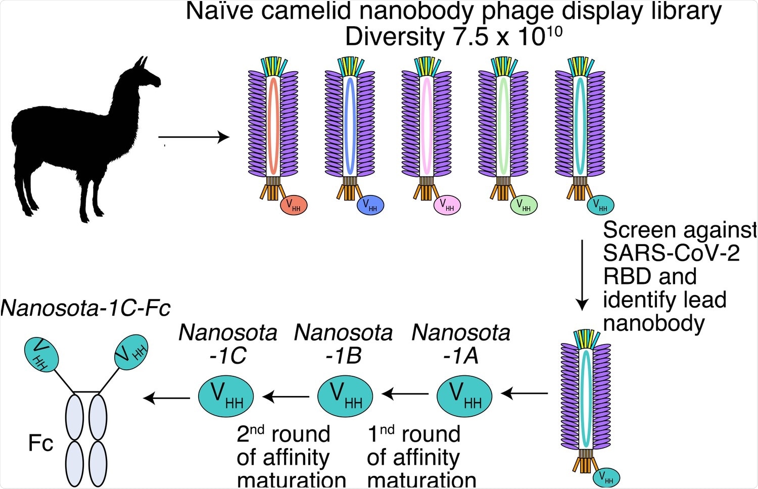 Construction of a camelid nanobody phage display library and use of this library for screening of anti-SARS-CoV-2 nanobodies.
