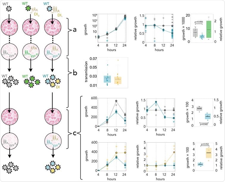 DI1 reduces the amount of SARS-CoV-2 by half; it replicates 3 times faster; and it is transmit- ted with the same efficiency. (A) Growth rates (absolute amount relative to the amount at 4 h) of WT in controls (gray) and in coinfections with DI1 (blue) or DI0 (green); growth relative to controls at the same time point; and detail at 24 h. (B) Transmission efficiency of WT (blue) and DI1 (yellow) in coinfections: the amount, measured by qRT-PCR, immediately before passaging divided by the average amount mea- sured almost immediately (4 h) after passaging (using the supernatant to infect new cells 24 h after initial infection). DI0 was detected inside the cells but not in the supernatant. (C) Growth rates (absolute amount relative to the amount at 4 h) of WT in controls (gray) and in coinfections (blue); growth relative to con- trols at the same time point; and detail at 24 h. Growth rates (absolute amount relative to the amount at 4 h) of WT (blue) and DI1 (yellow) in coinfections; growth relative to that of WT in coinfections at the same time point; and detail at 24 h.