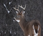 White-tailed deer are highly susceptible to SARS-CoV-2 infection