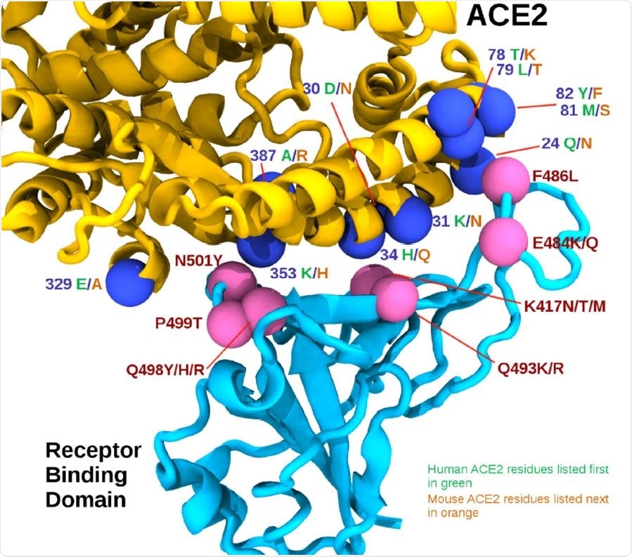 The RBD/ACE2 interface. The receptor binding domain (RBD) is shown in cyan, while the ACE2 is shown in yellow. Pink spheres indicate relative positions of mouse adapting mutations on the RBD, while the blue spheres represent interface residues that differ between human and mouse ACE2 sequences, shown in green and orange respectively.