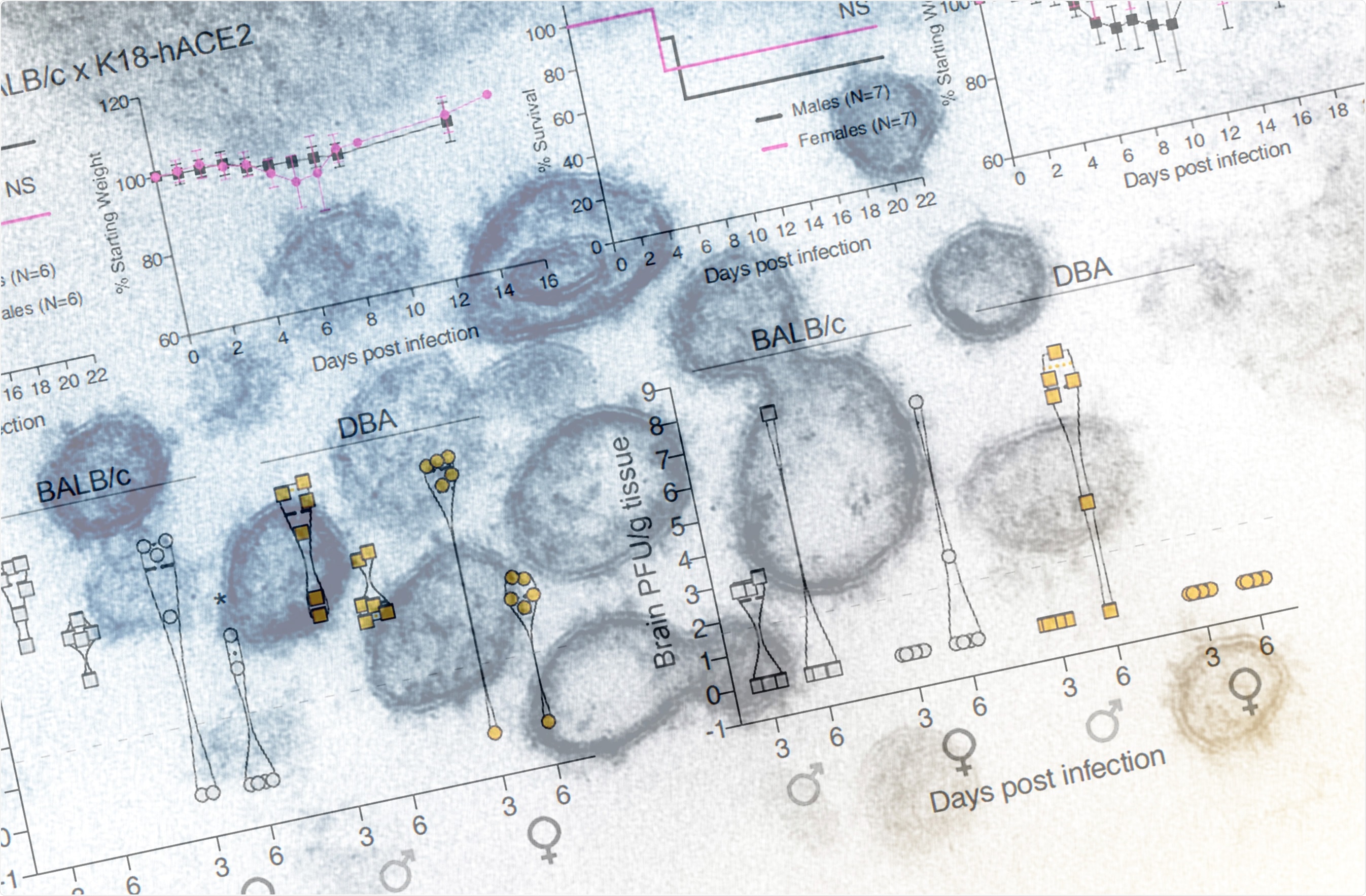 Study: Genetically diverse mouse models of SARS-CoV-2 infection model clinical variation and cytokine responses in COVID-19. Image Credit: NIAID