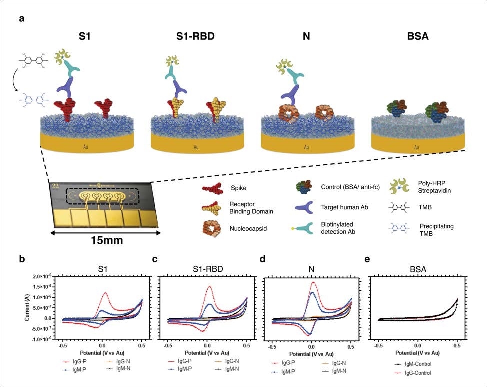 Schematic and representative raw cyclic voltammetry data of the multiplexed serology assay. (a) Schematic illustrating the multiplexed electrochemical serological assay to assess host antibody responses on electrodes functionalized with SARS-CoV-2 antigens. Host antibodies bind to the SARS-CoV-2 antigens immobilized on the chips. Subsequently, biotinylated anti-human IgG secondary antibodies bind, followed by poly HRP-streptavidin binding and TMB precipitation on the chips. (b-e) Typical cyclic voltammograms for the four different electrodes that target host antibodies against (b) Spike 1 subunit (S1), (c) Spike 1-receptor binding domain (S1-RBD), (d) nucleocapsid (N), and (e) BSA negative control with positive (red, blue) and negative (orange and black) samples for IgG and IgM, respectively.