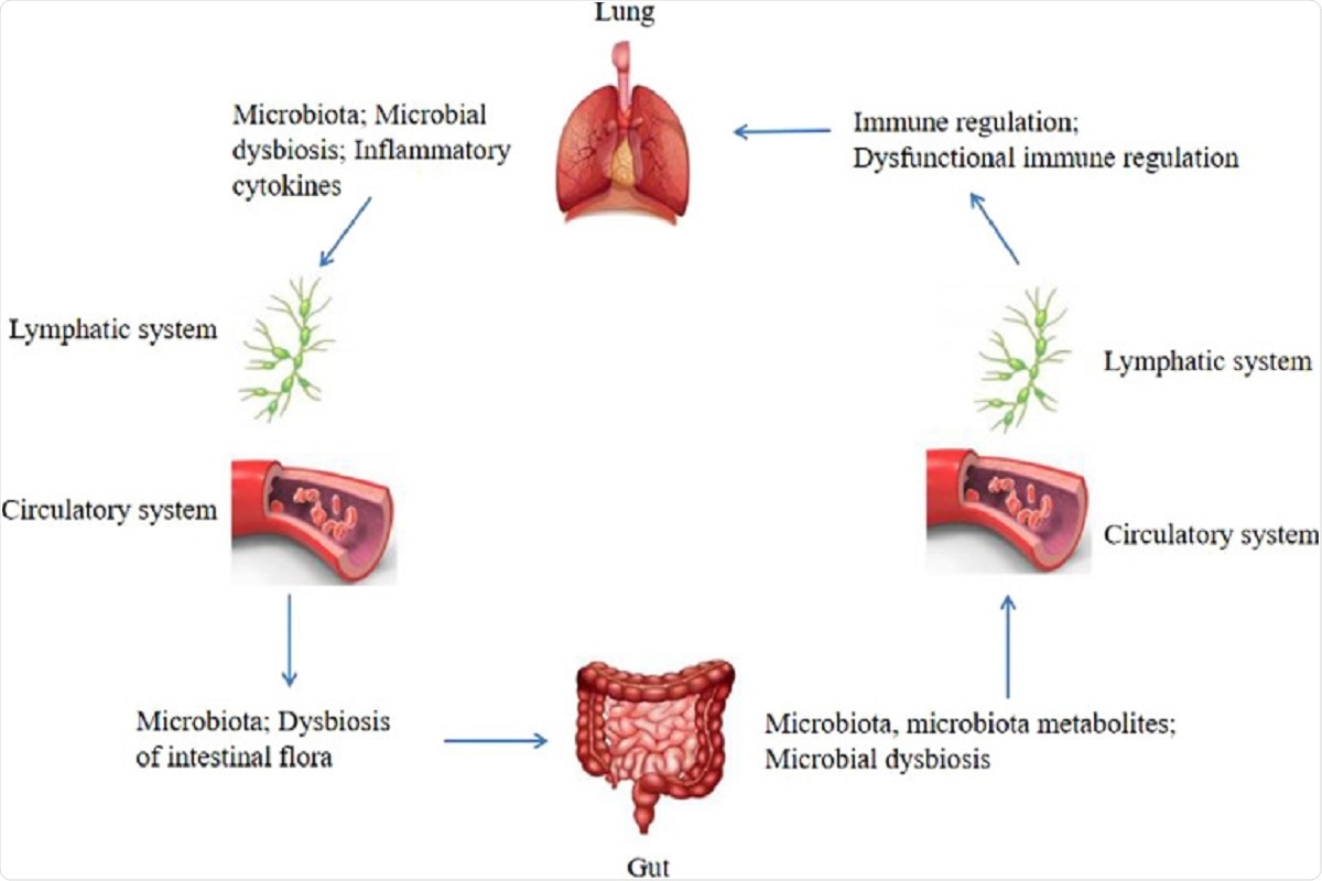 Figure 1Bidirectional gut-lung axis. The gut microbiota and microbiota metabolites can regulate the lung immune through the lymphatic or circulatory systems, when the composition and diversity of the gut microbiota are changed, which termed microbial dysbiosis, can affect the lung immune through the lymphatic or circulatory systems. Similarly, the lung microbiota may also affect the gut microbiota through the lymphatic or circulatory systems, the dysbiosis of the intestinal flora can be caused by the lung microbial dysbiosis and inflammatory cytokines through the lymphatic or circulatory systems.