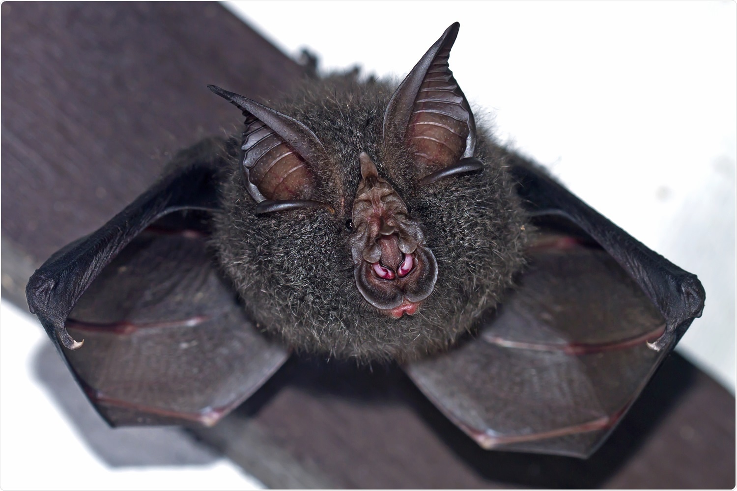 Study: Spike independent replication of human coronavirus in bat cells. Image Credit: Worraket / Shutterstock