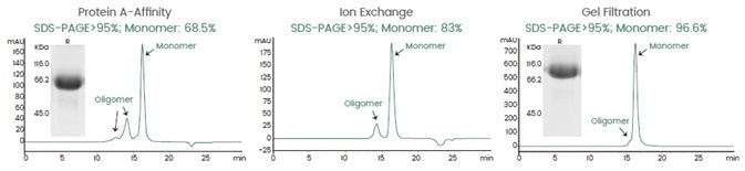 The Three-Step Process to Purify BsAbs.