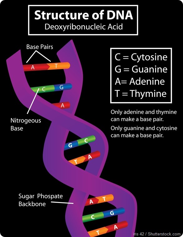 DNA structure - 590