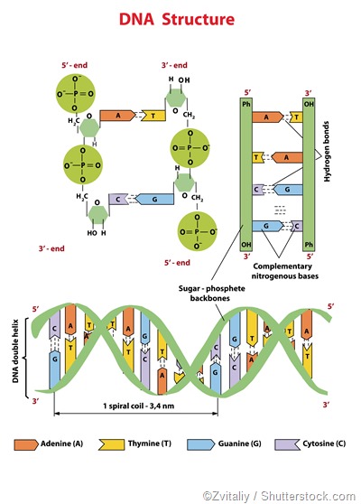 DNA structure