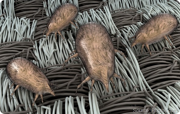 Dust Mites on Fabric