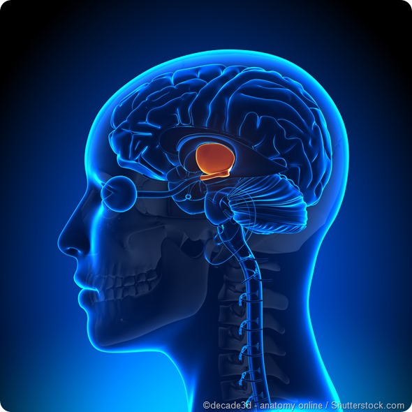 Hypothalamus brain anatomy Hypothalamus brain
