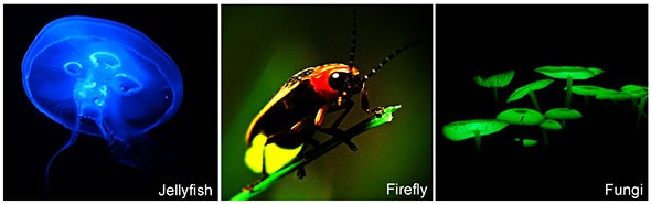 Natural bioluminescence in different organisms