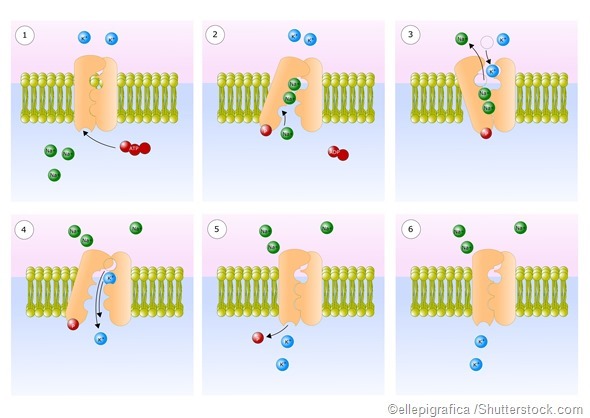 Sodium potassium pump