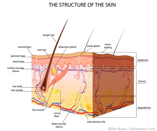 Structure of the skin