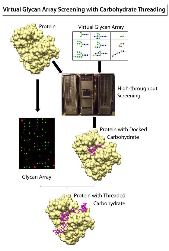 Carbohydrate threading
