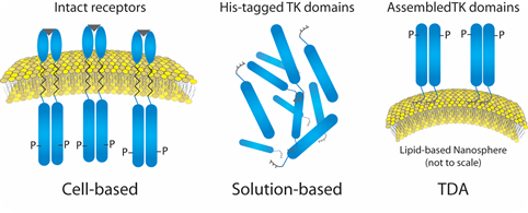 Liposome- Insulin Receptor Complexes.
