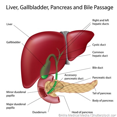 liver anatomy
