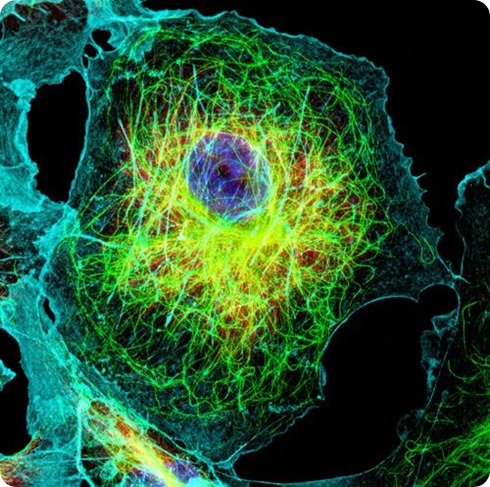 Nanoscopy STED image