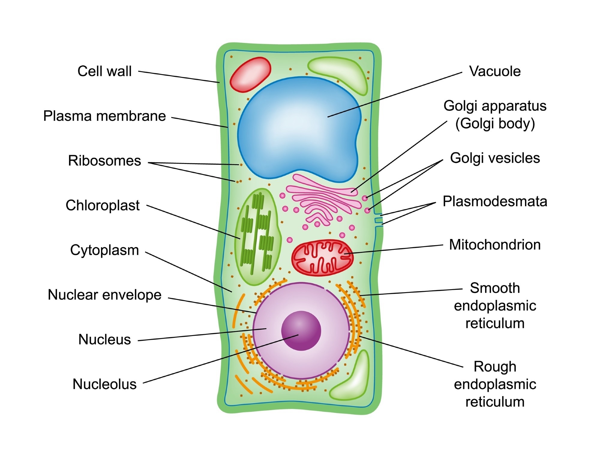 Plant Cell Diagram
