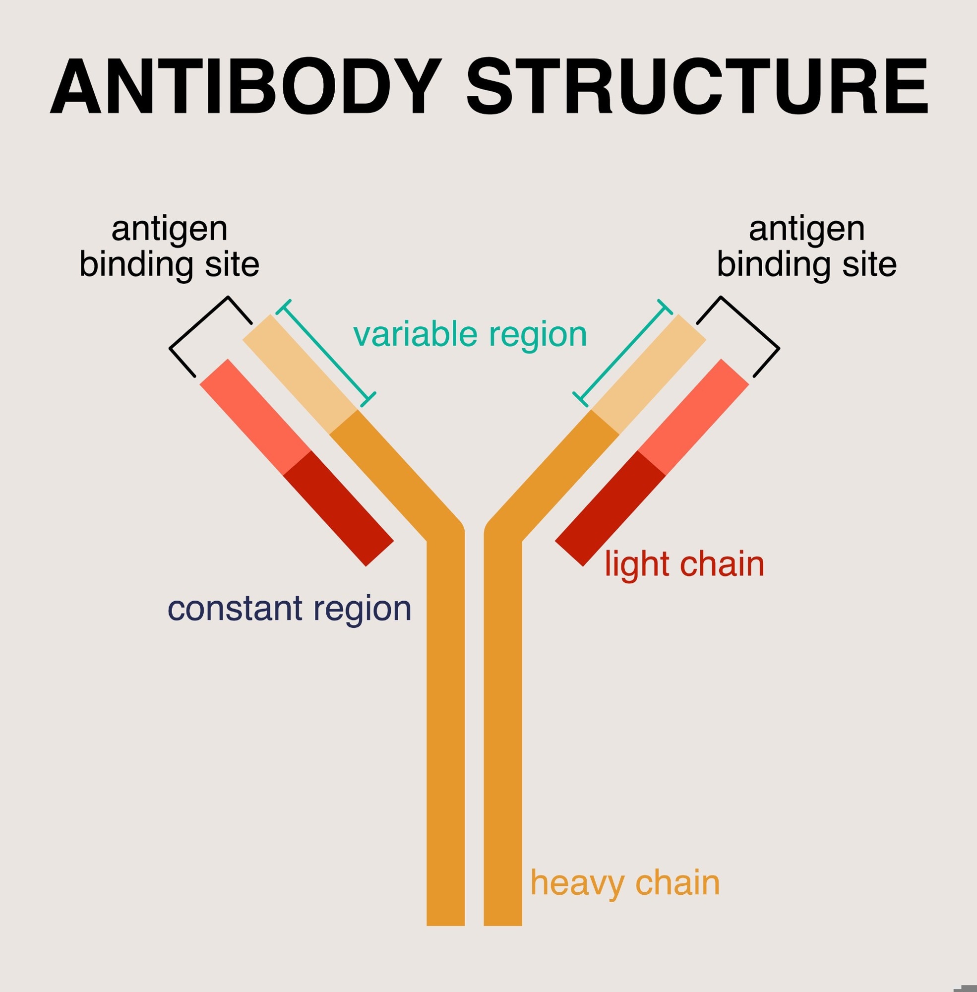 Illustration of an antibody structure in a Y-shape, highlighting the antigen binding sites at the tips, variable region in green, constant region in blue, light chain in red, and heavy chain in orange.