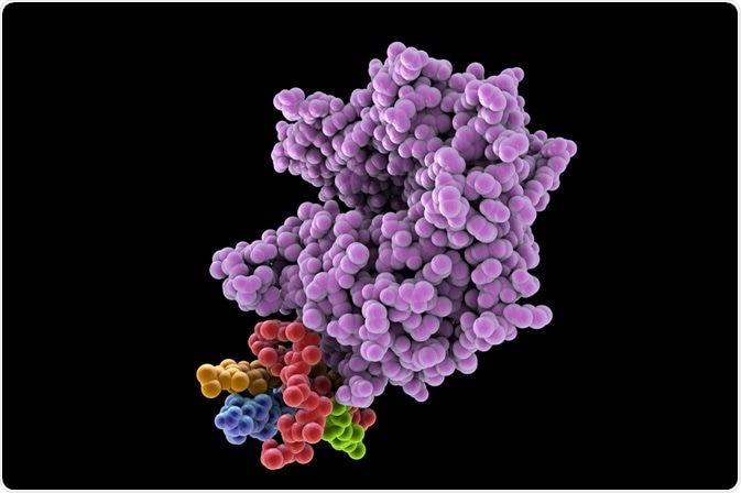 ACE2 Receptor ACE2 Receptor