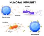 Humoral vs Cell-mediated Immunity