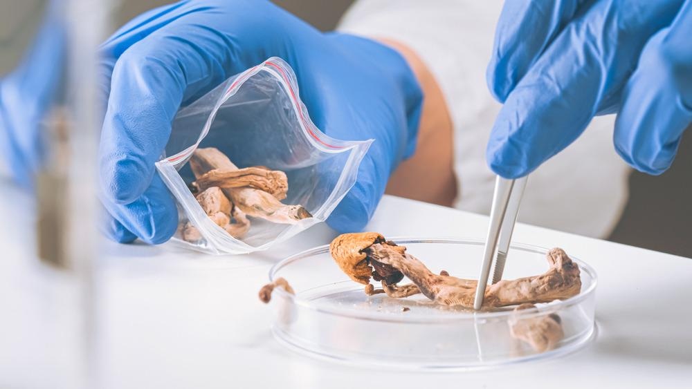 Psychedelic Mushrooms