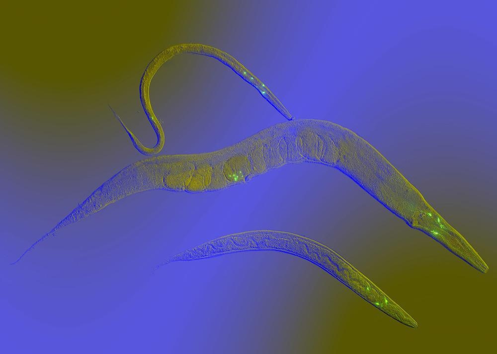 C. elegans