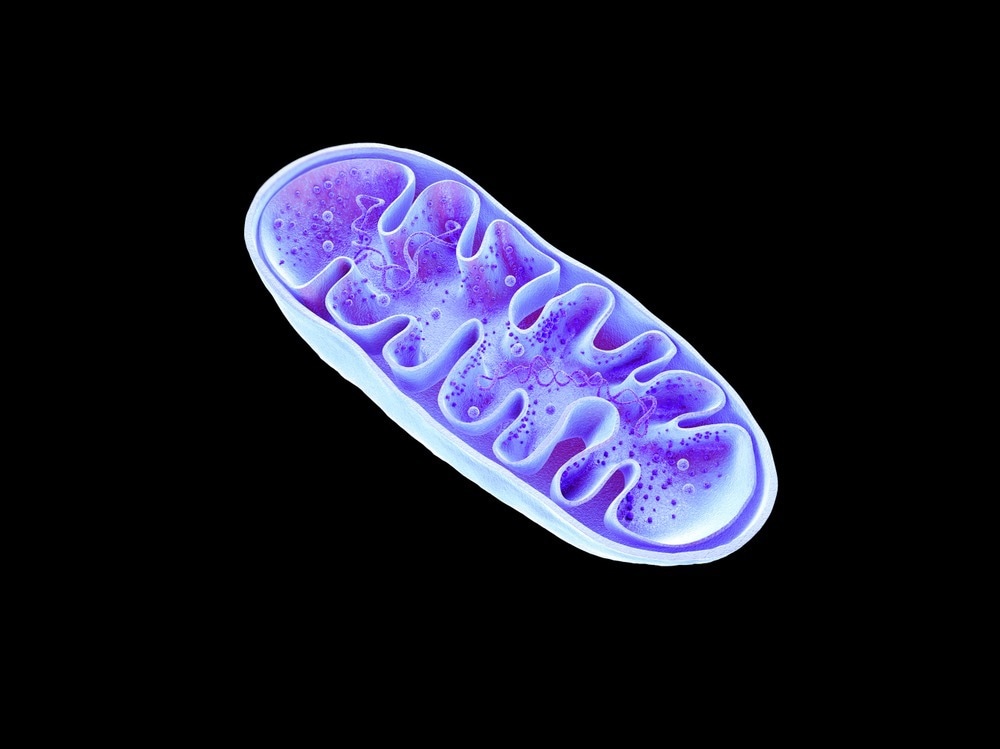 Mitochondria