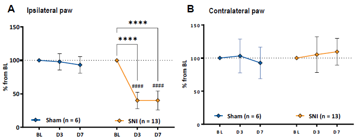 Tactile allodynia up to one week after sham or SNI surgery in mice. Tactile sensitivity normalized to the pre-surgery (BL) sensitivity [% of BL paw withdrawal threshold (PWT)]. A: Tactile allodynia in sham and SNI groups at different timepoints. Data shown as group mean ± SD. Statistically significant differences: **** p < 0.0001 vs. BL. (2- way ANOVA, Dunnett’s post hoc) #### p < 0.0001 vs. sham (Sidak’s post hoc). B: Tactile sensitivity of the contralateral paw. Data shown as group mean ± SD. No statistically significant differences.