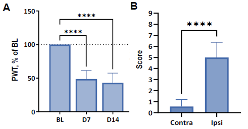 Tactile and cool allodynia induced by SNI at two weeks post-surgery.